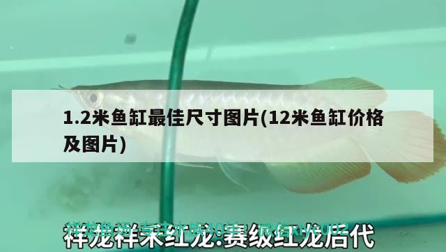 1.2米魚缸最佳尺寸圖片(12米魚缸價(jià)格及圖片) 潛水艇魚 第2張