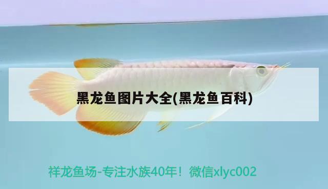 黑龍魚圖片大全(黑龍魚百科)