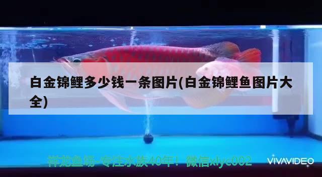 白金錦鯉多少錢一條圖片(白金錦鯉魚圖片大全) 觀賞魚