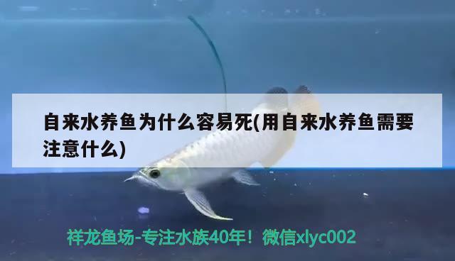 自來(lái)水養(yǎng)魚為什么容易死(用自來(lái)水養(yǎng)魚需要注意什么) 觀賞魚