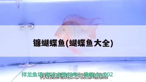 鐮蝴蝶魚(蝴蝶魚大全)