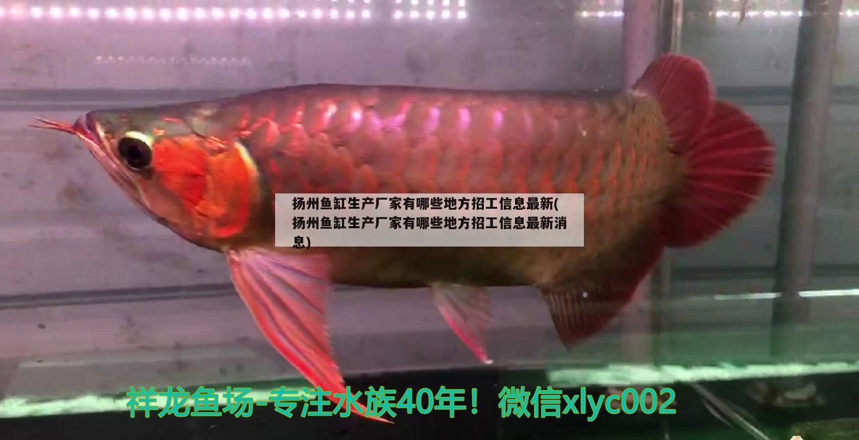 揚州魚缸生產(chǎn)廠家有哪些地方招工信息最新(揚州魚缸生產(chǎn)廠家有哪些地方招工信息最新消息) 飛鳳魚