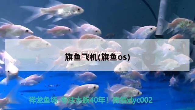 旗魚(yú)飛機(jī)(旗魚(yú)os) 觀賞魚(yú) 第3張