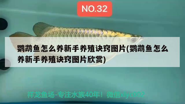 鸚鵡魚怎么養(yǎng)新手養(yǎng)殖訣竅圖片(鸚鵡魚怎么養(yǎng)新手養(yǎng)殖訣竅圖片欣賞)