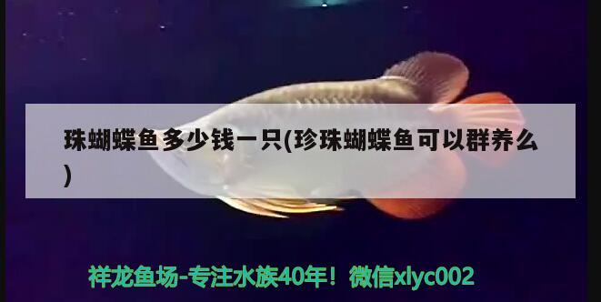 珠蝴蝶魚多少錢一只(珍珠蝴蝶魚可以群養(yǎng)么) 蝴蝶鯉