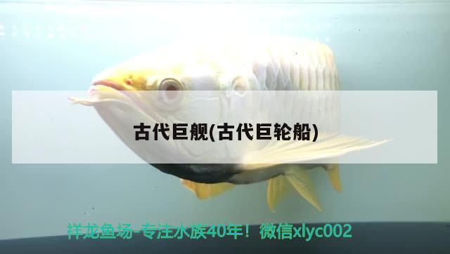 古代巨艦(古代巨輪船) 觀(guān)賞魚(yú)