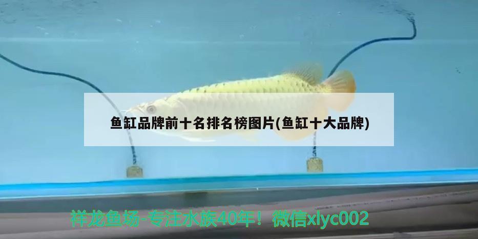 魚缸品牌前十名排名榜圖片(魚缸十大品牌)