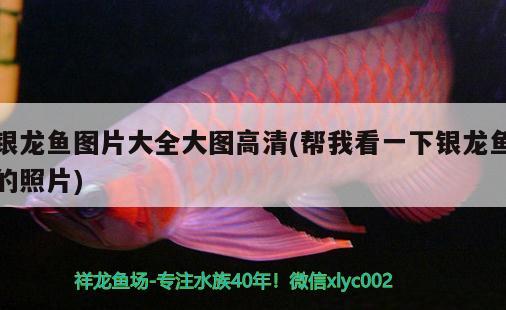 銀龍魚圖片大全大圖高清(幫我看一下銀龍魚的照片)