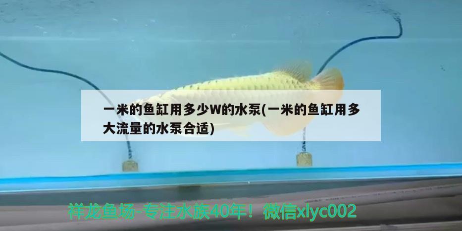 一米的魚缸用多少W的水泵(一米的魚缸用多大流量的水泵合適) 祥龍水族濾材/器材