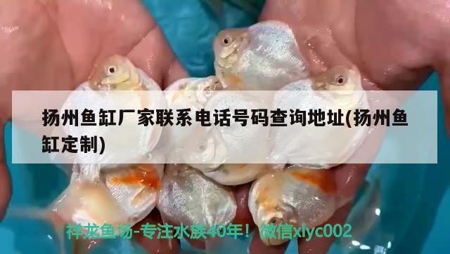 揚(yáng)州魚缸廠家聯(lián)系電話號(hào)碼查詢地址(揚(yáng)州魚缸定制) 狗仔招財(cái)貓魚