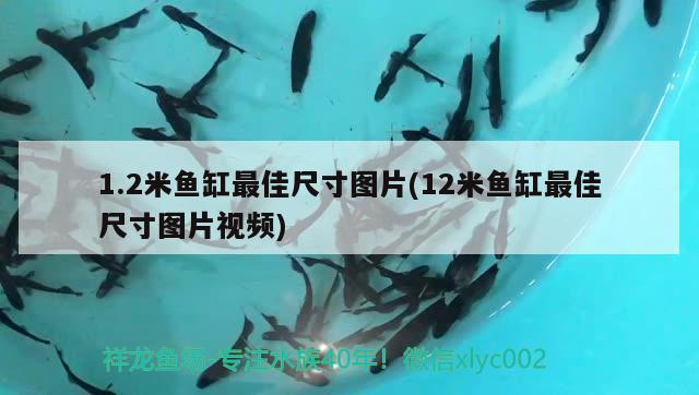 1.2米魚缸最佳尺寸圖片(12米魚缸最佳尺寸圖片視頻)