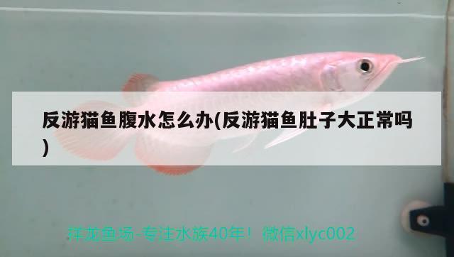 反游貓魚腹水怎么辦(反游貓魚肚子大正常嗎) 觀賞魚