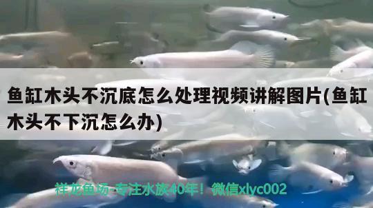 魚缸木頭不沉底怎么處理視頻講解圖片(魚缸木頭不下沉怎么辦)