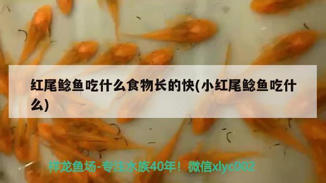 紅尾鯰魚(yú)吃什么食物長(zhǎng)的快(小紅尾鯰魚(yú)吃什么) 觀(guān)賞魚(yú)