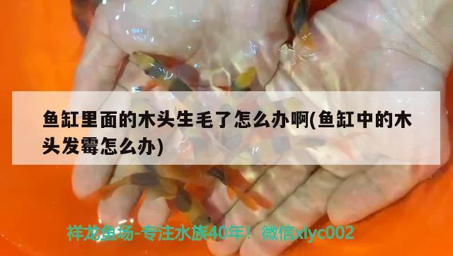 魚(yú)缸里面的木頭生毛了怎么辦啊(魚(yú)缸中的木頭發(fā)霉怎么辦) 藍(lán)底過(guò)背金龍魚(yú)