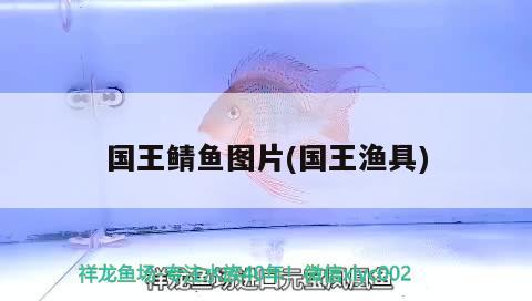 國王鯖魚圖片(國王漁具) 觀賞魚