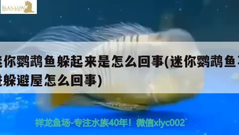 迷你鸚鵡魚躲起來(lái)是怎么回事(迷你鸚鵡魚不進(jìn)躲避屋怎么回事) 鸚鵡魚