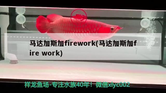 馬達(dá)加斯加firework(馬達(dá)加斯加firework) 觀賞魚