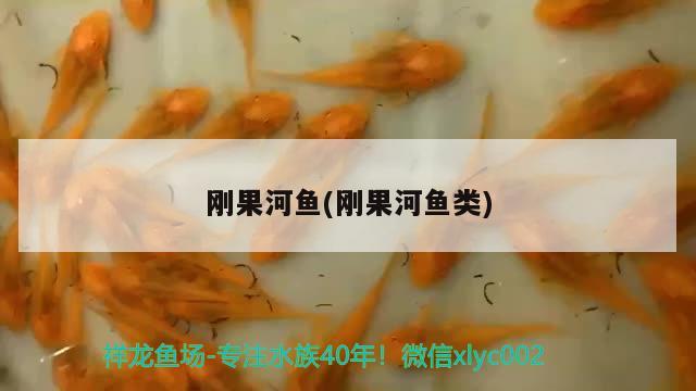 剛果河魚(剛果河魚類)