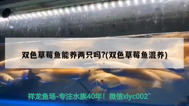 雙色草莓魚能養(yǎng)兩只嗎?(雙色草莓魚混養(yǎng)) 觀賞魚