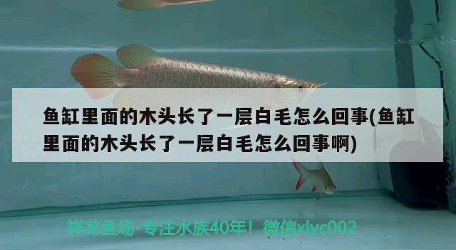 魚缸里面的木頭長了一層白毛怎么回事(魚缸里面的木頭長了一層白毛怎么回事啊)