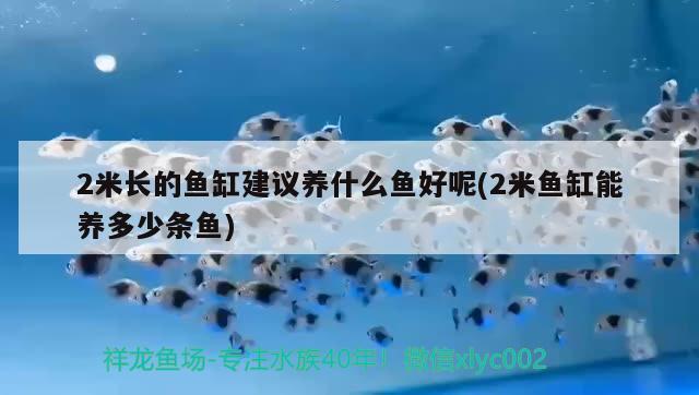 2米長的魚缸建議養(yǎng)什么魚好呢(2米魚缸能養(yǎng)多少條魚) 申古三間魚