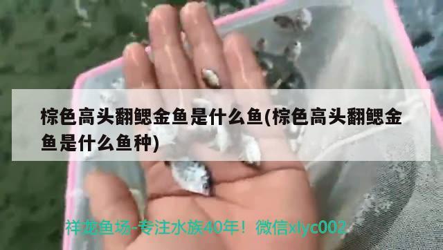 棕色高頭翻鰓金魚是什么魚(棕色高頭翻鰓金魚是什么魚種) 觀賞魚