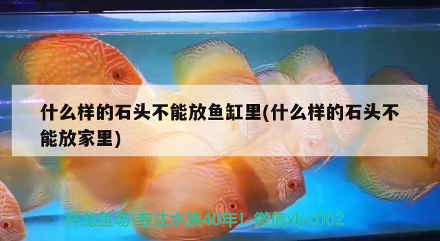 什么樣的石頭不能放魚(yú)缸里(什么樣的石頭不能放家里)