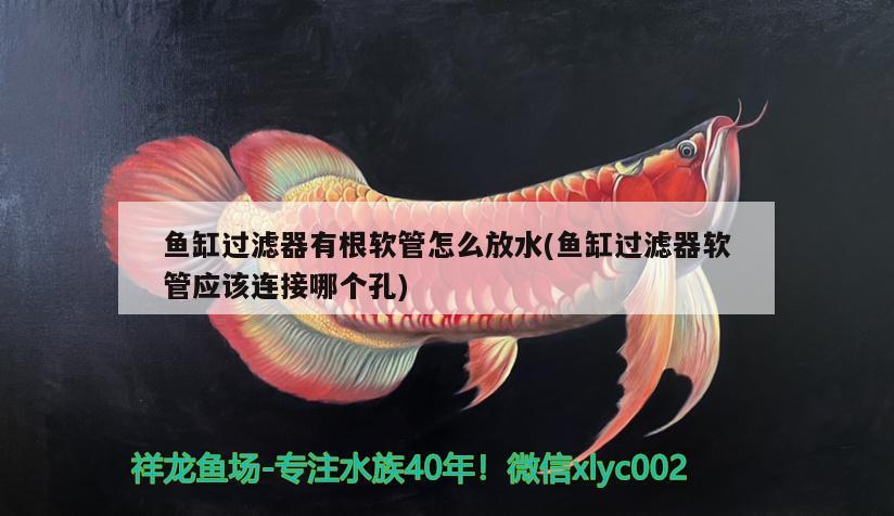 魚缸過濾器有根軟管怎么放水(魚缸過濾器軟管應(yīng)該連接哪個(gè)孔) 巨骨舌魚