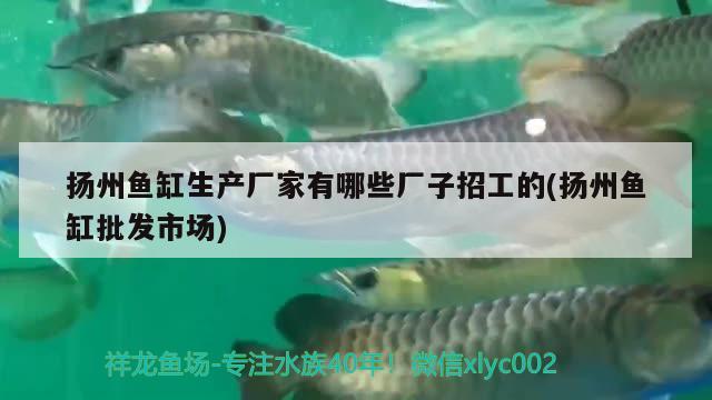 揚(yáng)州魚缸生產(chǎn)廠家有哪些廠子招工的(揚(yáng)州魚缸批發(fā)市場(chǎng)) 大正錦鯉魚