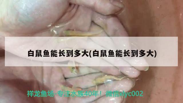 白鼠魚能長到多大(白鼠魚能長到多大)