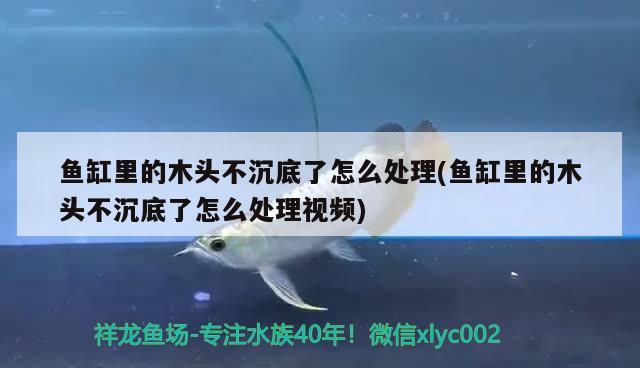 魚缸里的木頭不沉底了怎么處理(魚缸里的木頭不沉底了怎么處理視頻)