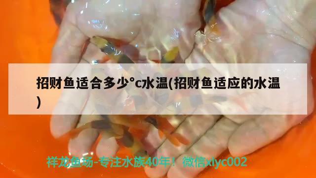 招財(cái)魚(yú)適合多少°c水溫(招財(cái)魚(yú)適應(yīng)的水溫)