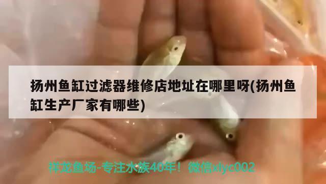 揚(yáng)州魚缸過濾器維修店地址在哪里呀(揚(yáng)州魚缸生產(chǎn)廠家有哪些) B級(jí)過背金龍魚