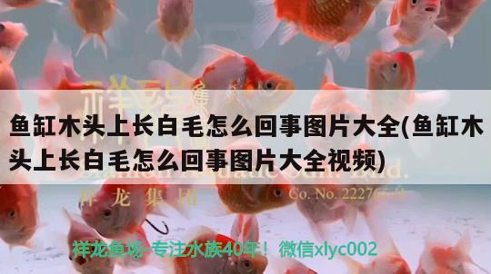 魚缸木頭上長白毛怎么回事圖片大全(魚缸木頭上長白毛怎么回事圖片大全視頻)