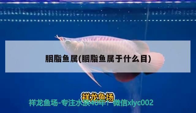 胭脂魚屬(胭脂魚屬于什么目) 觀賞魚