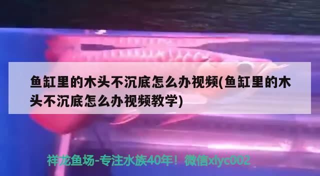 魚缸里的木頭不沉底怎么辦視頻(魚缸里的木頭不沉底怎么辦視頻教學(xué))