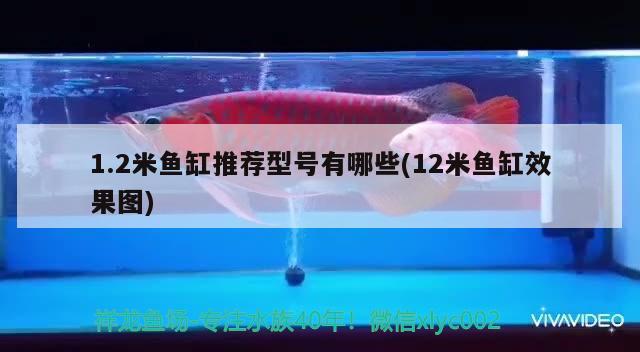 1.2米魚缸推薦型號(hào)有哪些(12米魚缸效果圖)