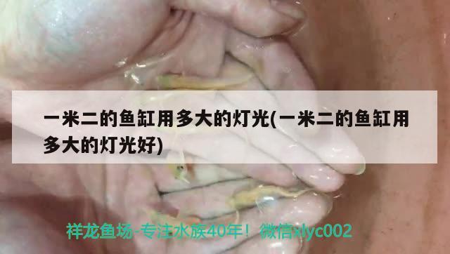 一米二的魚缸用多大的燈光(一米二的魚缸用多大的燈光好) 綠皮辣椒小紅龍