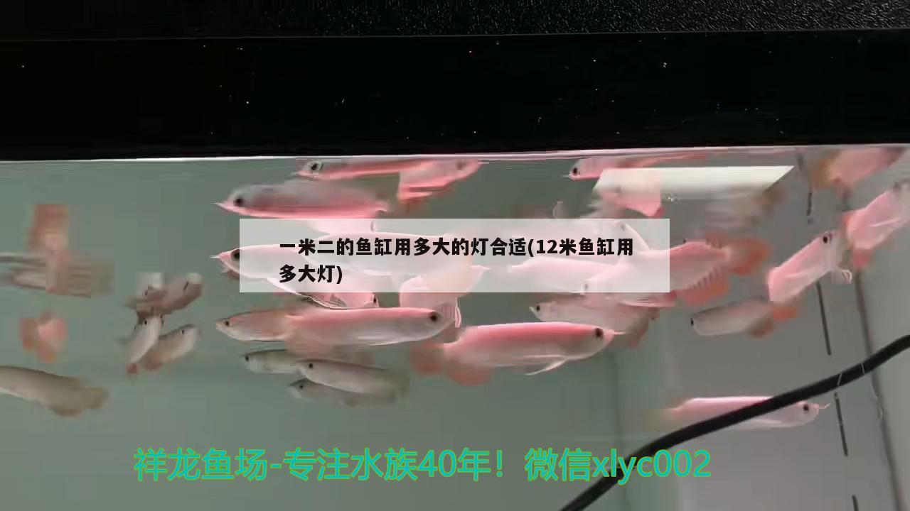 一米二的魚缸用多大的燈合適(12米魚缸用多大燈) 豹紋夫魚苗