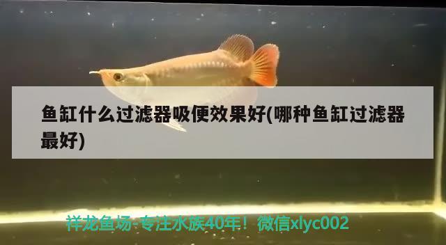 魚缸什么過(guò)濾器吸便效果好(哪種魚缸過(guò)濾器最好) 羽毛刀魚苗