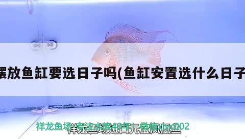 擺放魚缸要選日子嗎(魚缸安置選什么日子) 魟魚百科