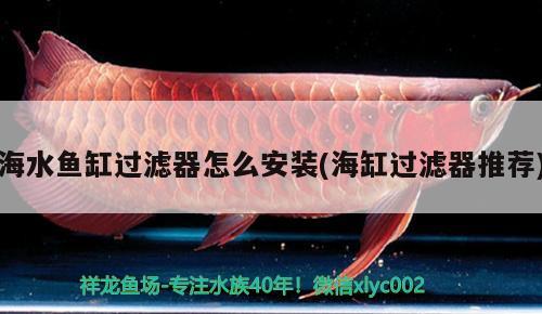 海水魚缸過(guò)濾器怎么安裝(海缸過(guò)濾器推薦)