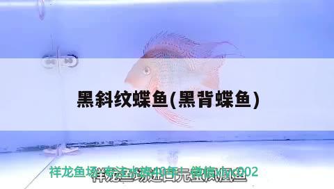 黑斜紋蝶魚(yú)(黑背蝶魚(yú))