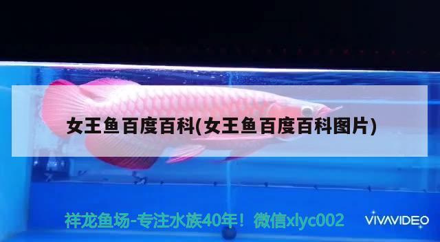 女王魚百度百科(女王魚百度百科圖片) 觀賞魚