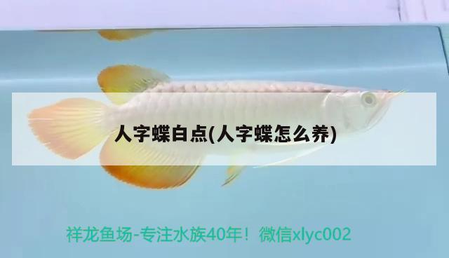 人字蝶白點(diǎn)(人字蝶怎么養(yǎng)) 觀賞魚