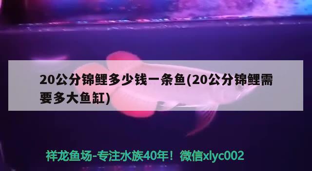 20公分錦鯉多少錢一條魚(20公分錦鯉需要多大魚缸)