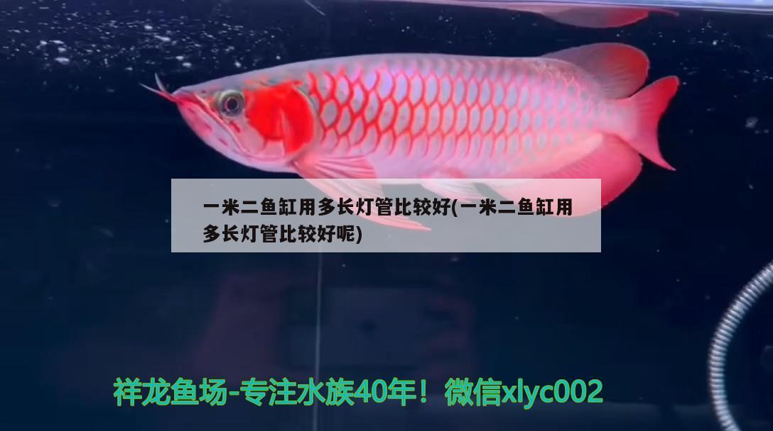 一米二魚缸用多長燈管比較好(一米二魚缸用多長燈管比較好呢) 狗仔（招財(cái)貓)魚苗