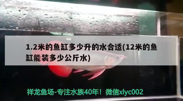 1.2米的魚(yú)缸多少升的水合適(12米的魚(yú)缸能裝多少公斤水) 銀龍魚(yú)