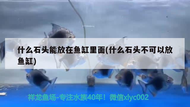 什么石頭能放在魚缸里面(什么石頭不可以放魚缸) 水溫計